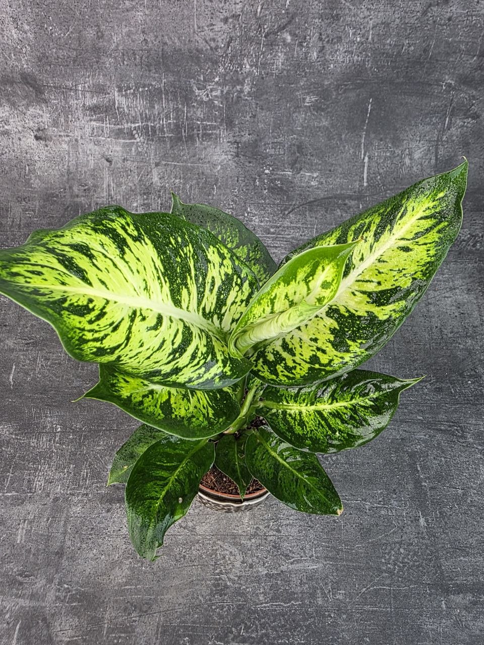 Dieffenbachia Sublime 12 cm