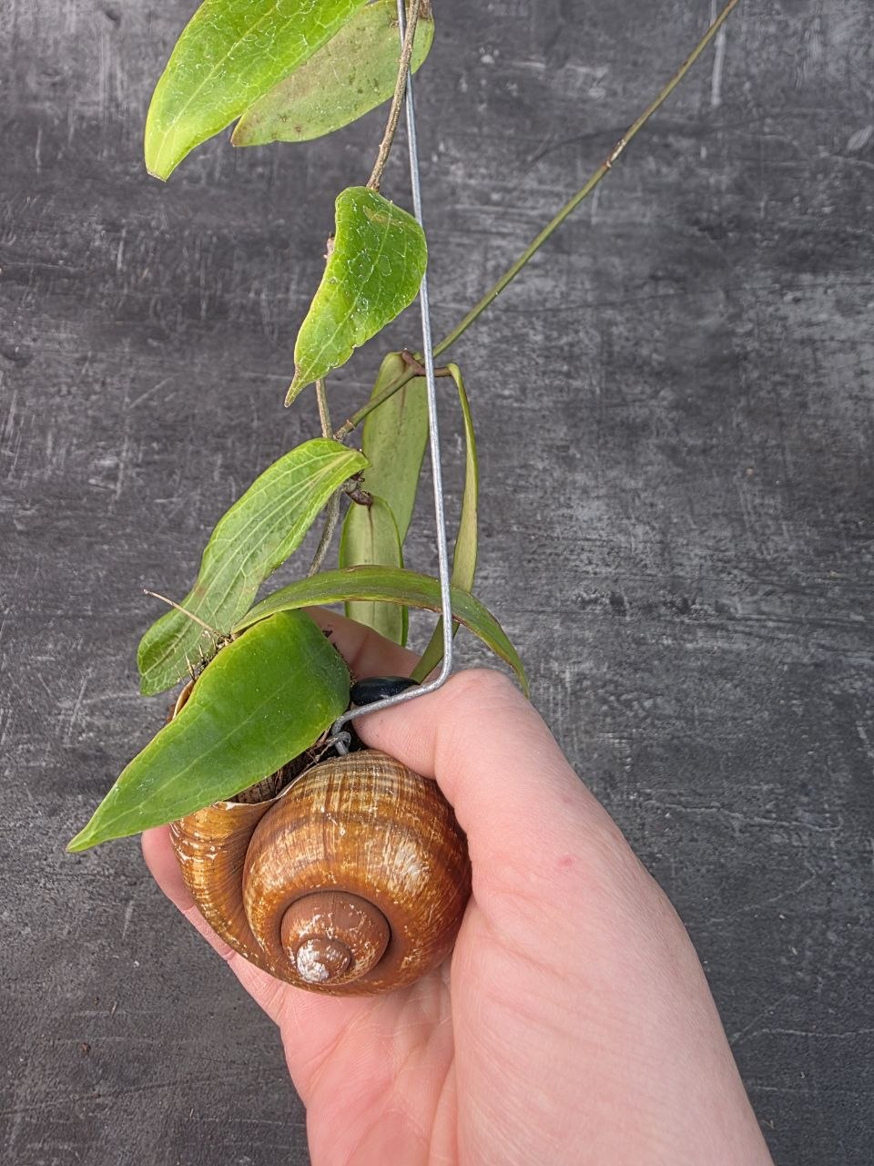 Hoya ve šnečí ulitě kentiana 6