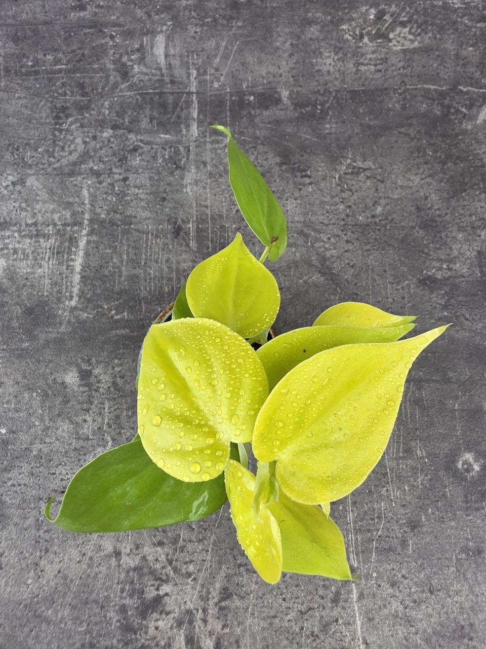 Epipremnum Pinnatum Golden Pothos mini