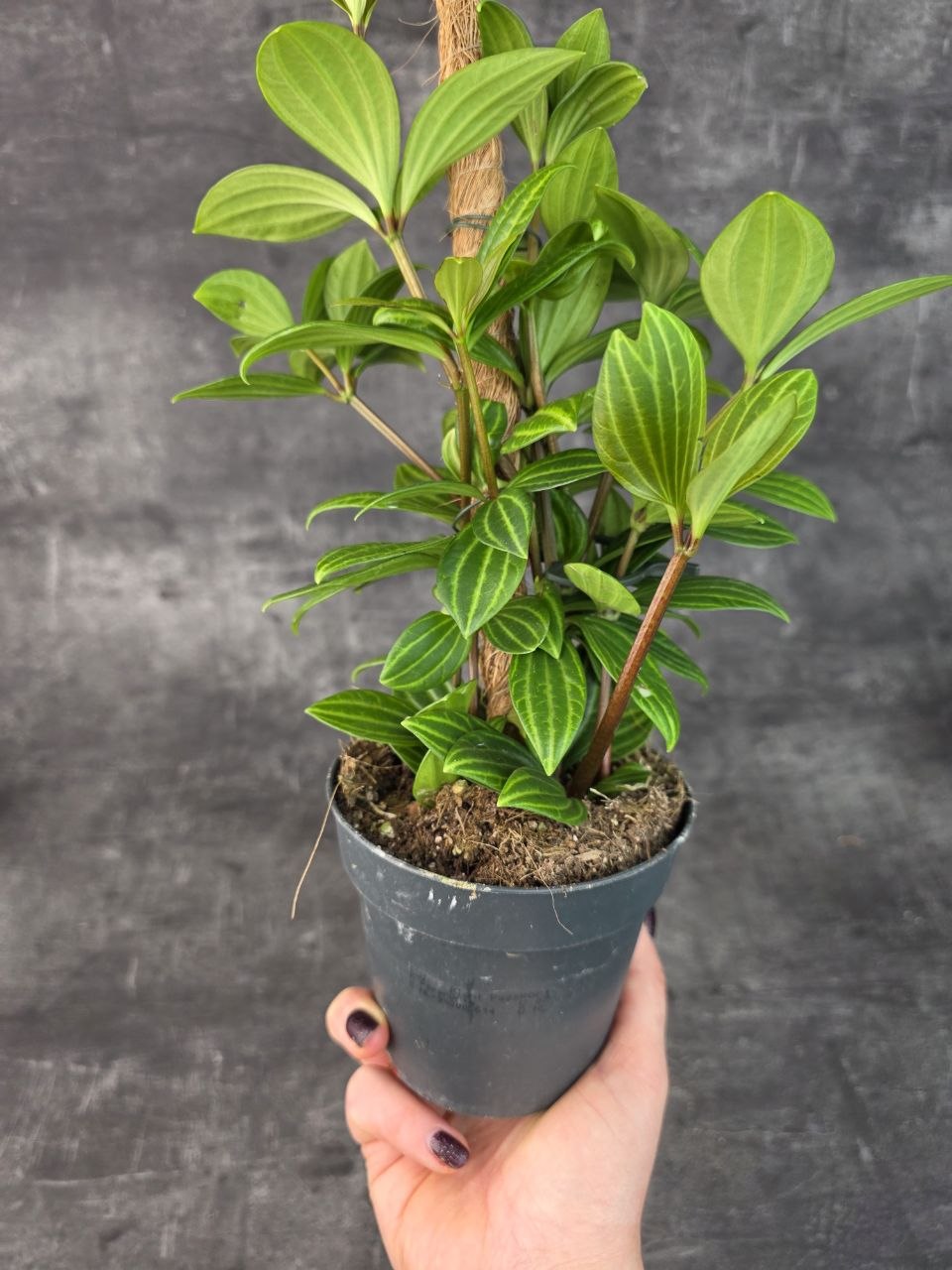 Peperomia Rocca Alto 12 cm