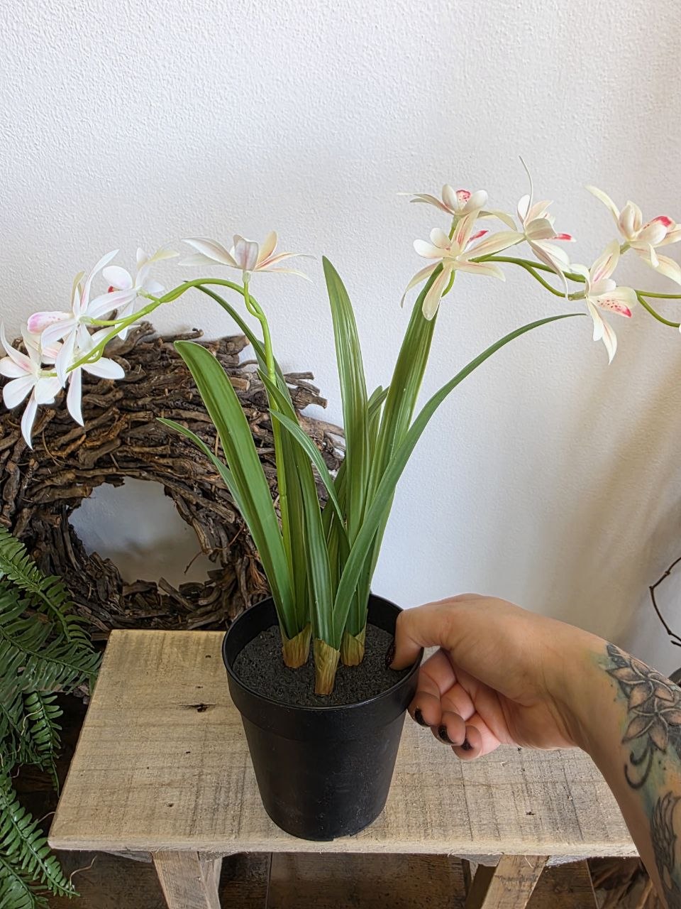Imitace pokojová rostlina cymbidium