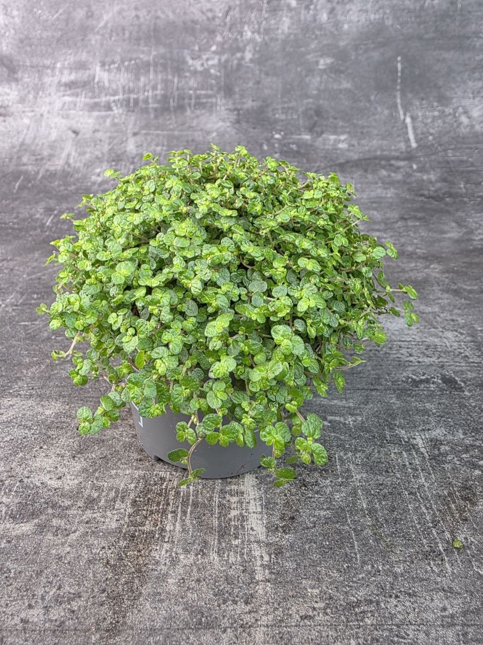 Soleirolia soleirolii tmavá 11 cm