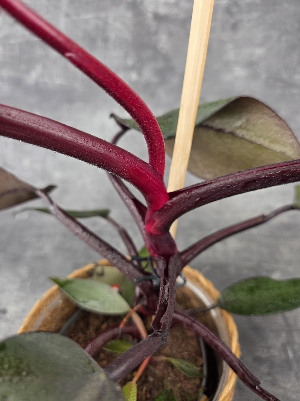 Philodendron New Red