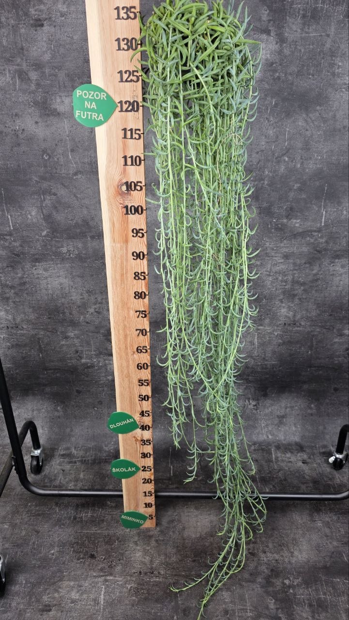 Senecio Radicans závěs  XXL