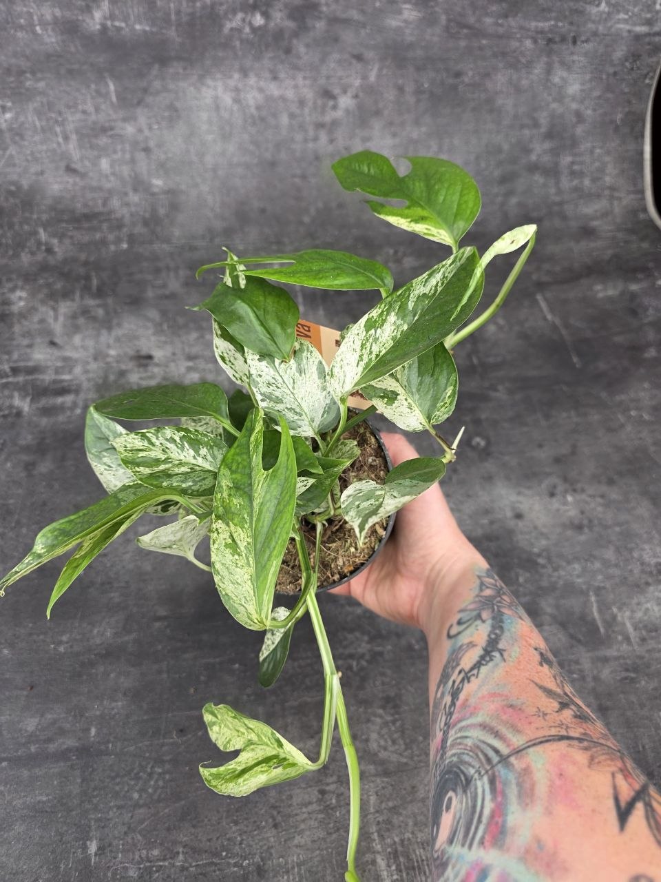 Epipremnum Marble King