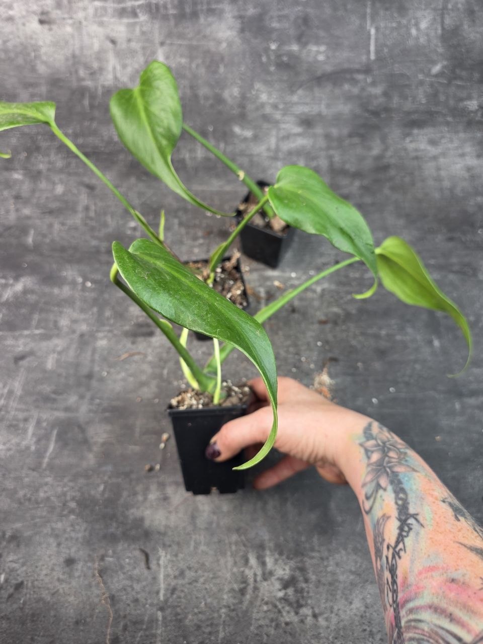 Pěstírna KYTKYshop monstera Burble Marx Flame