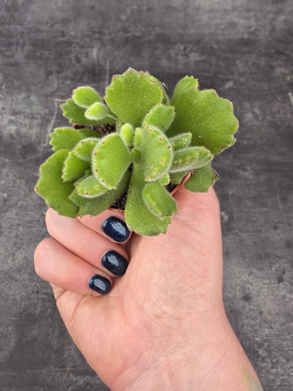 Cotyledon ladysmithiensis mini