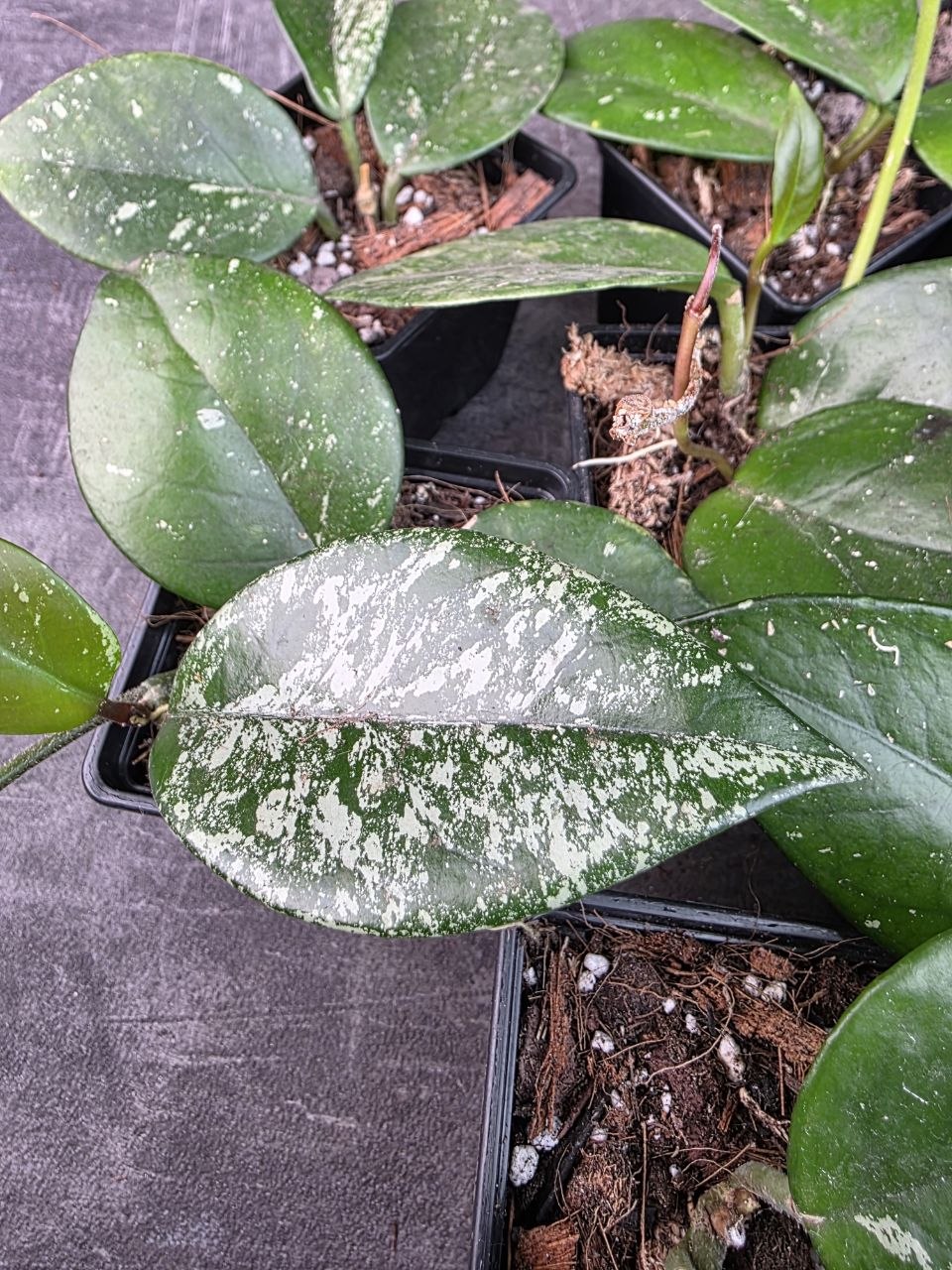 Pěstírna KYTKYshop Hoya Freckles Splash