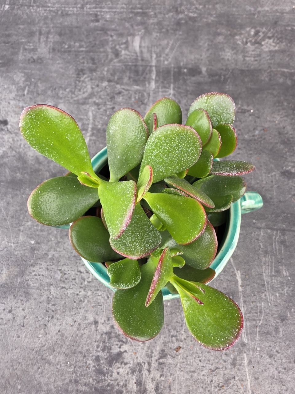 Crassula ovata ‘Sunset’