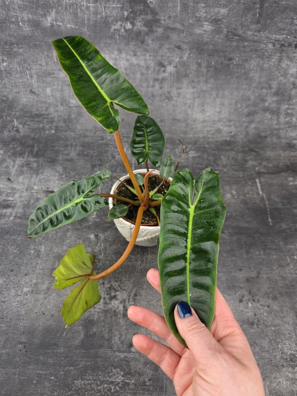 Philodendron Billietiae