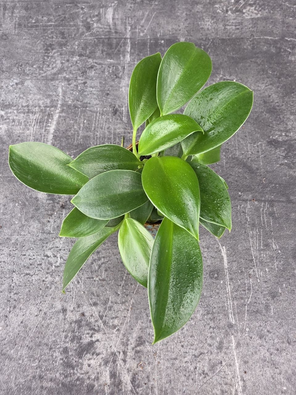 Philodendron Green princess mini