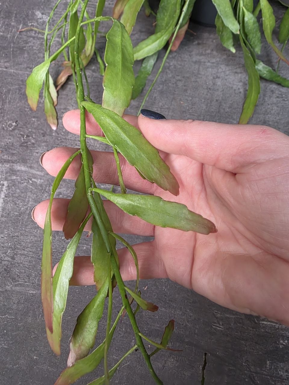 Rhipsalis Red Coral závěs