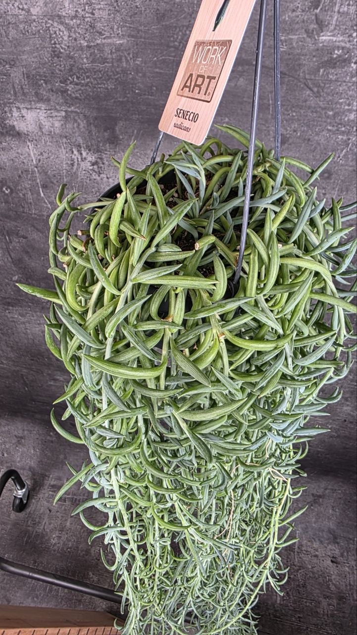 Senecio Radicans závěs  XXL