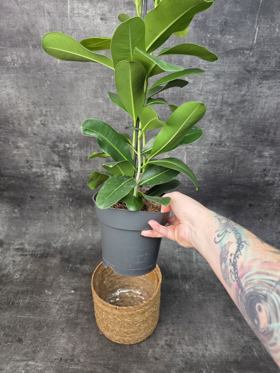 Ficus mi Smile