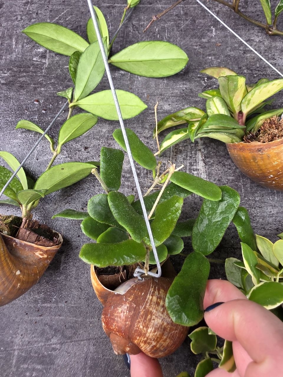 Hoya ve šněčí ulitě možnost vlastního výběru