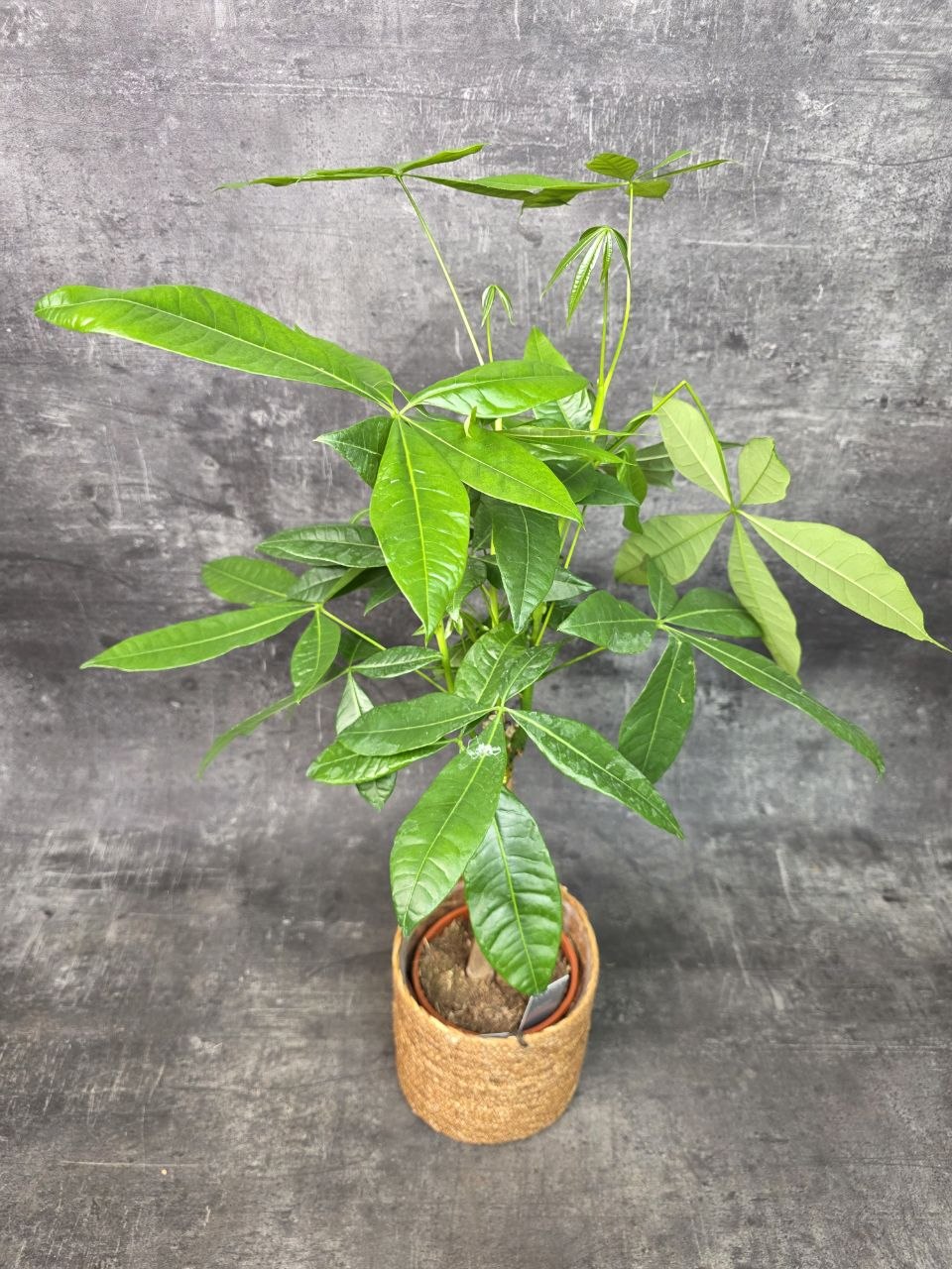 Pachira Aquatica, strom štěstí 14 cm