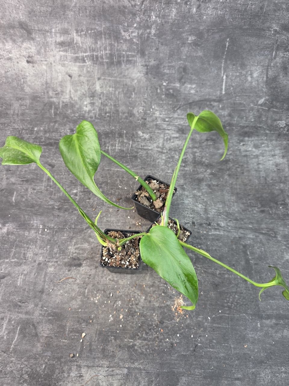 Pěstírna KYTKYshop monstera Burble Marx Flame