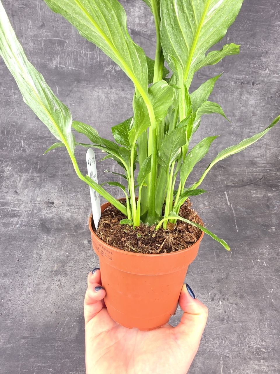 Spathiphyllum Diamond 12 cm