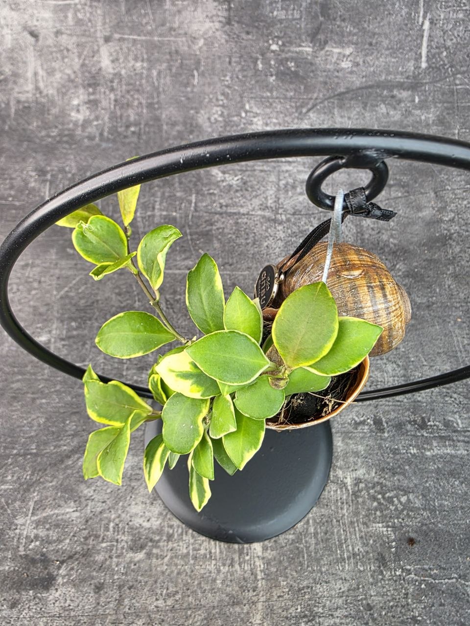 Hoya ve šnečí ulitě a černém kulatém stojanu Hoya heuschkeliana variegata (3)