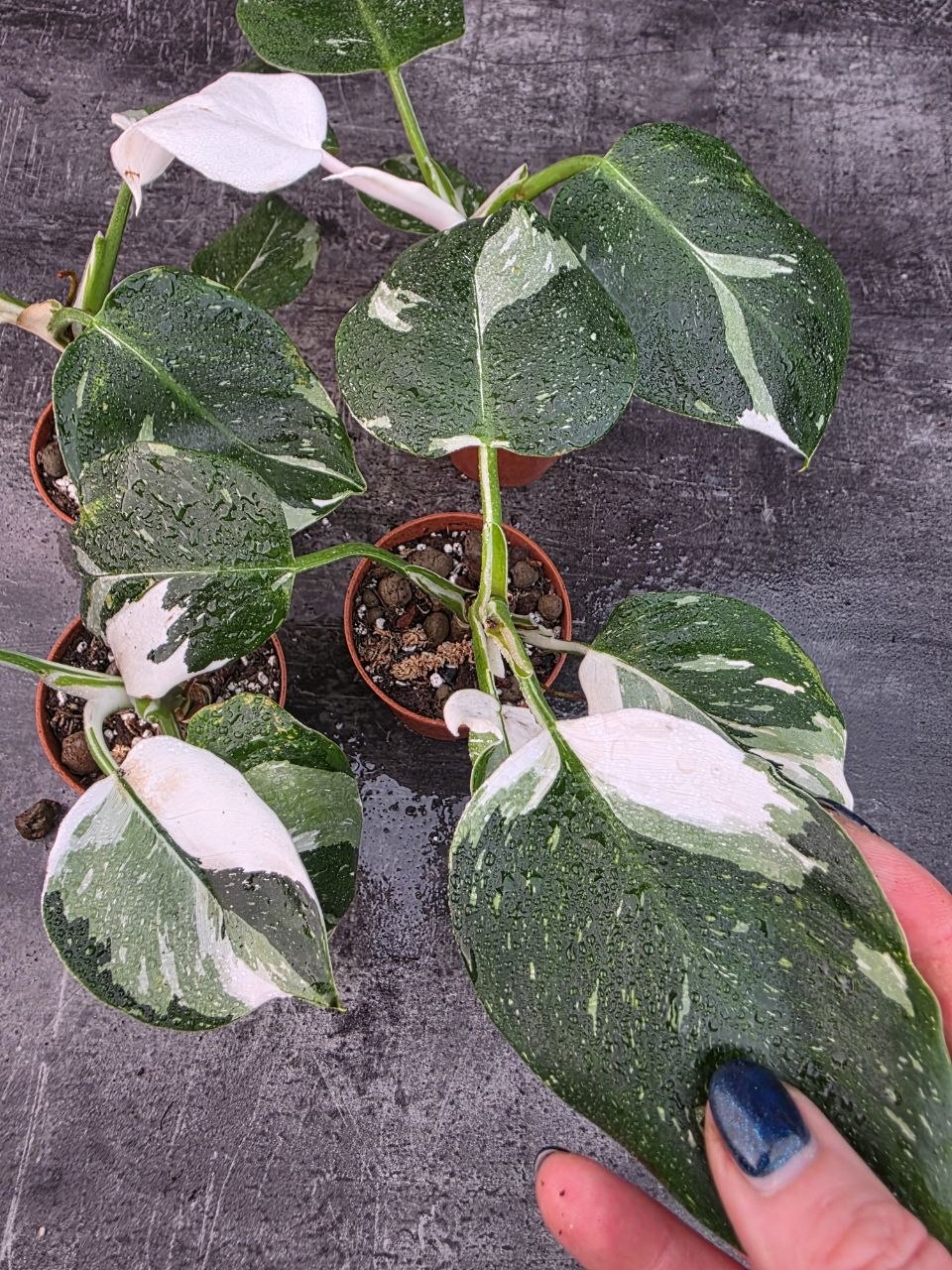 Pěstírna KYTKYshop Philodendron White L