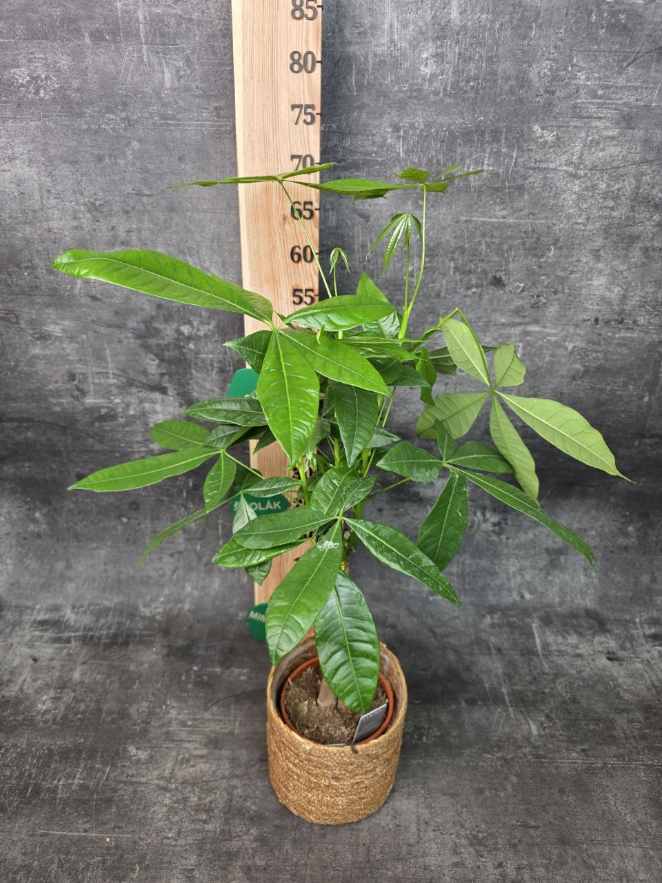 Pachira Aquatica, strom štěstí 14 cm