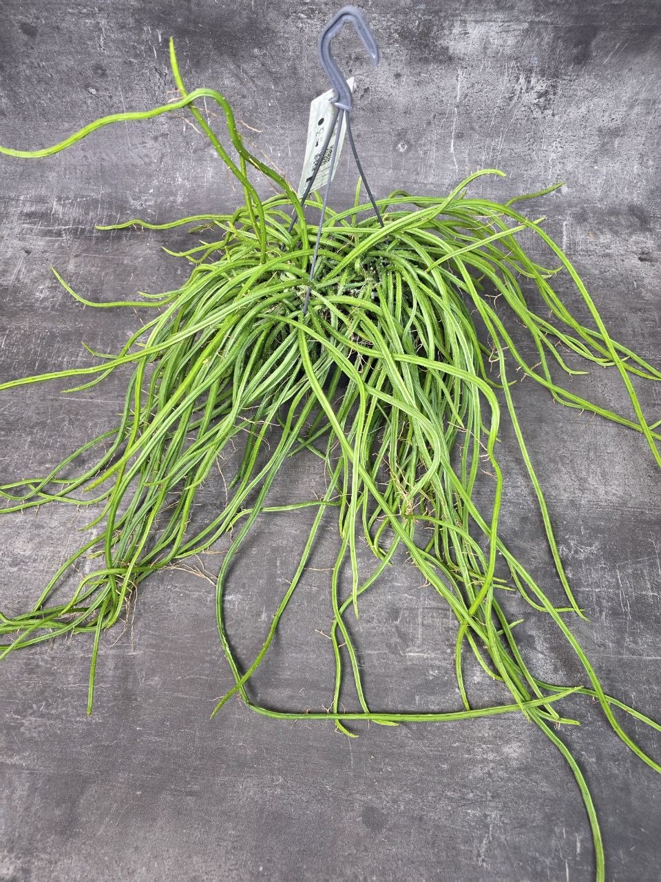 Rhipsalis Selenisereus závěs XXL