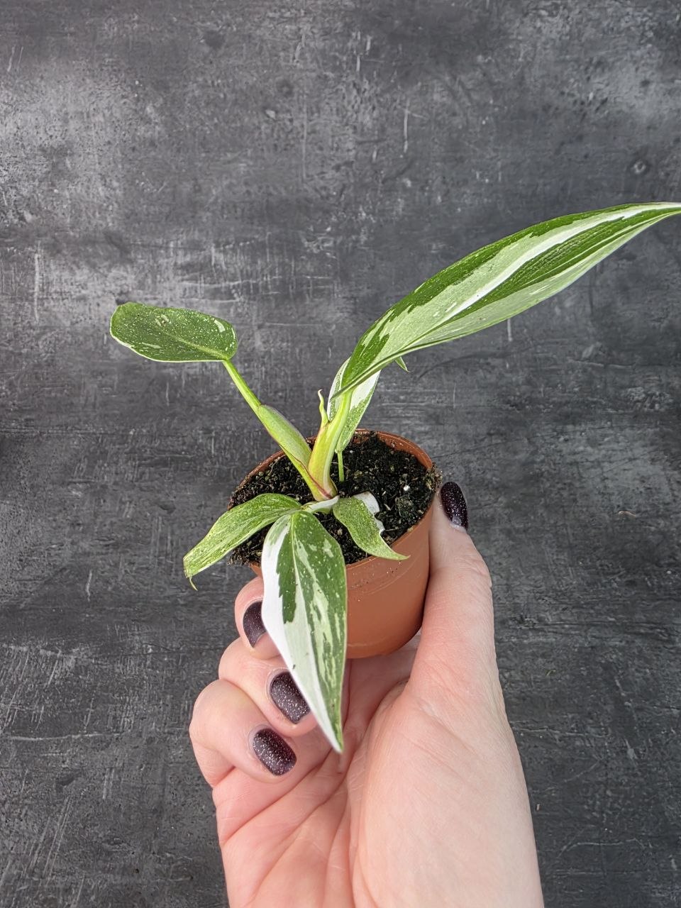 Philodendron White Princess mini