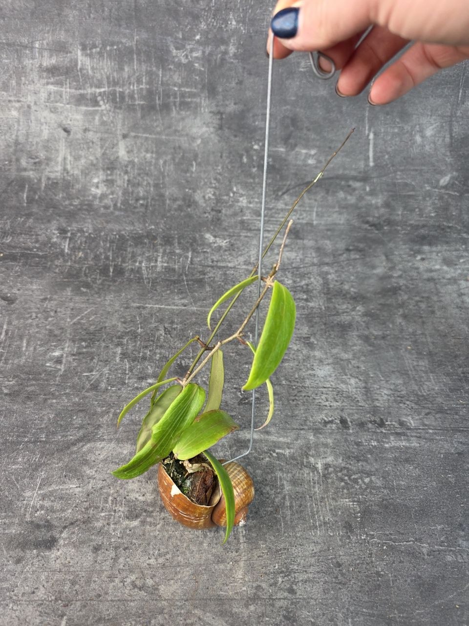 Hoya ve šnečí ulitě kentiana 6