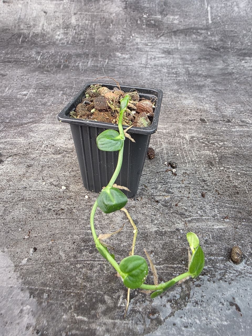 Pěstírna KYTKYshop Monstera Dubia