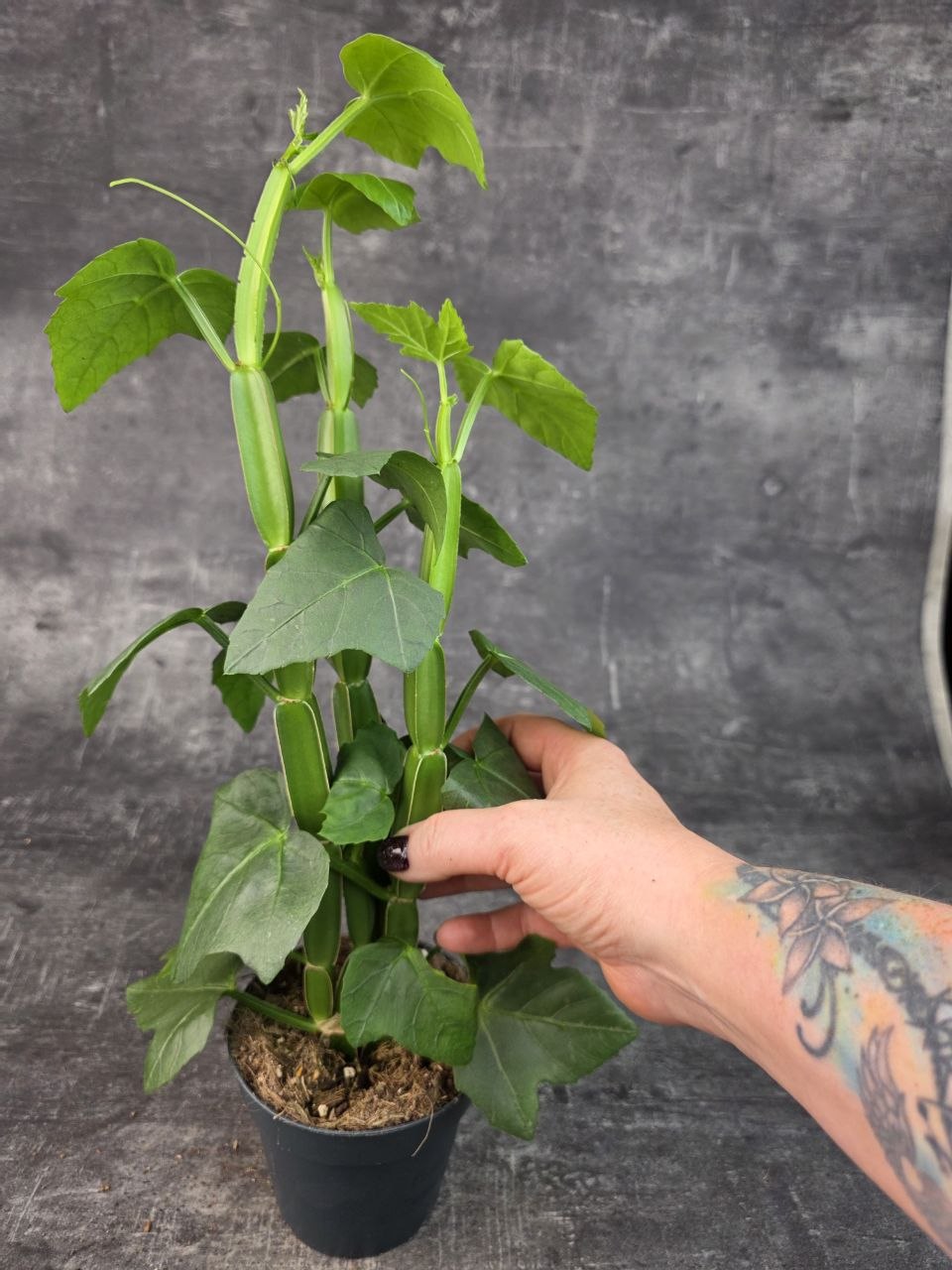  Cissus Quadrangularis 12 cm