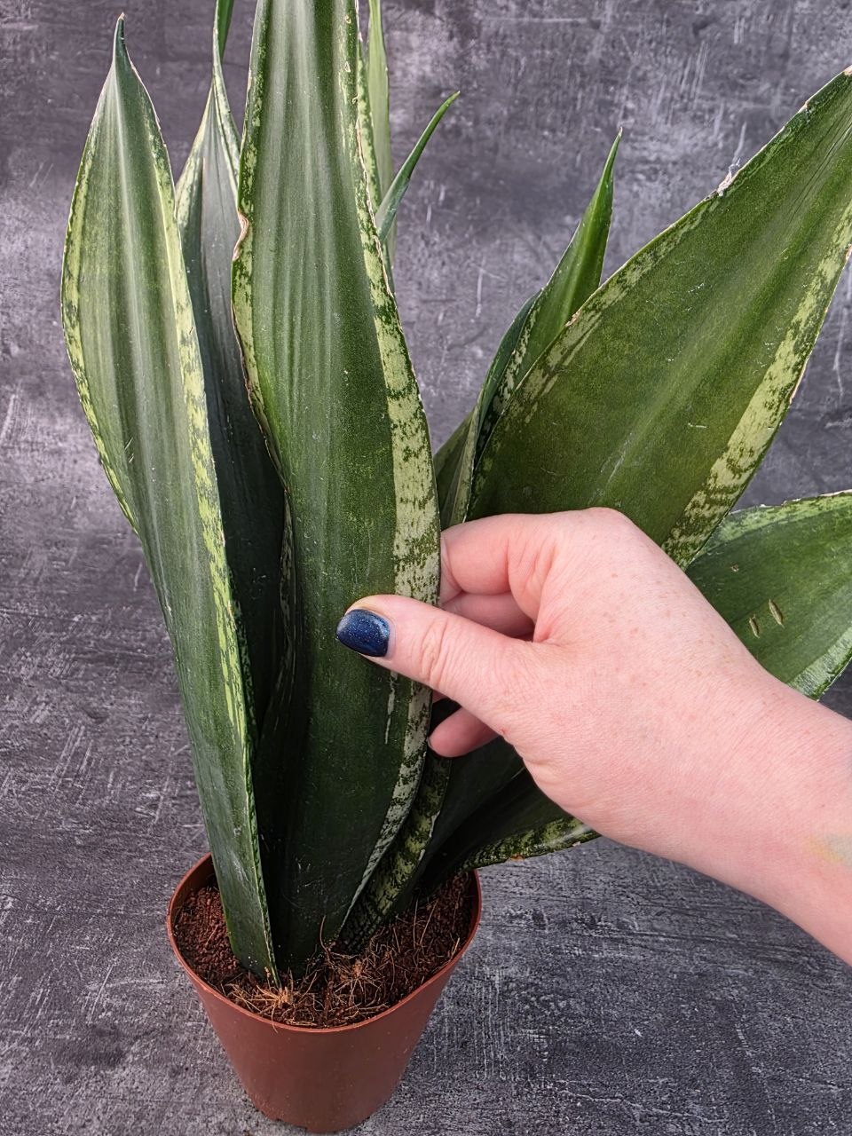 Sansevieria Zeylanica 17 cm