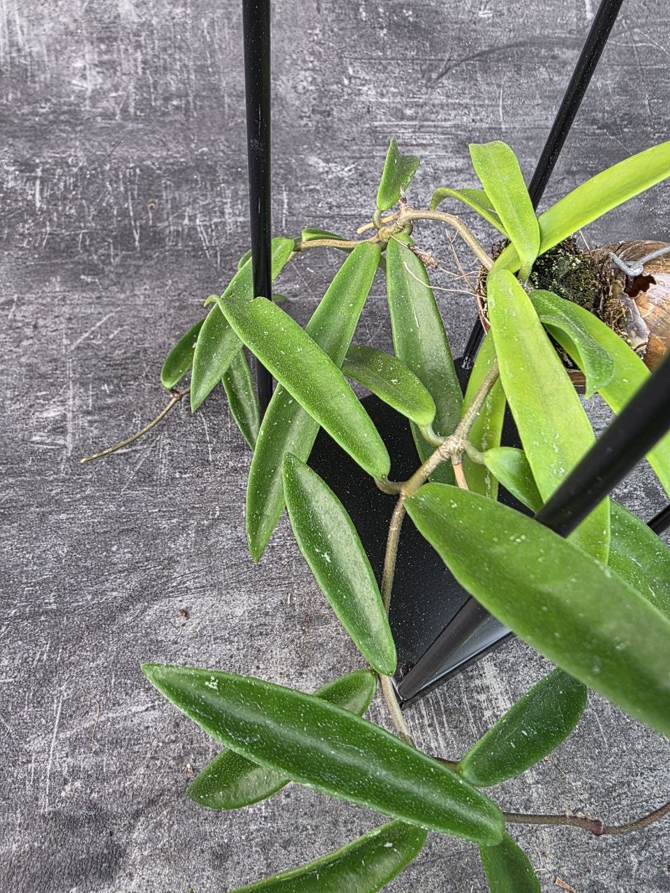 Hoya ve šnečí ulitě a černém čtveratém stojanu Hoya Longifolia (6)