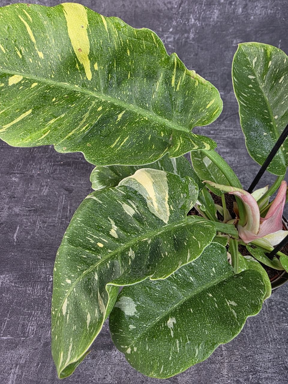 Philodendron Ring Of Fire 12 cm