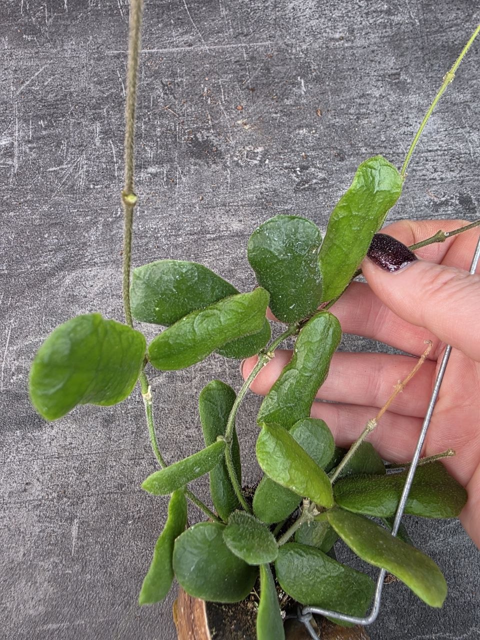 Hoya ve šnečí ulitě Rotundiflora 11