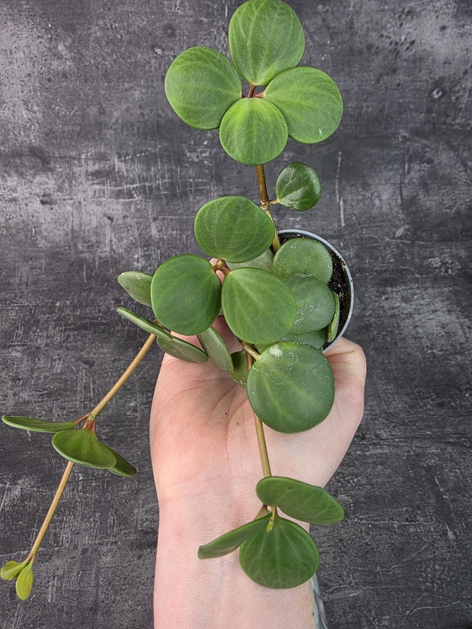 Peperomia Tetraphylla Hope mini