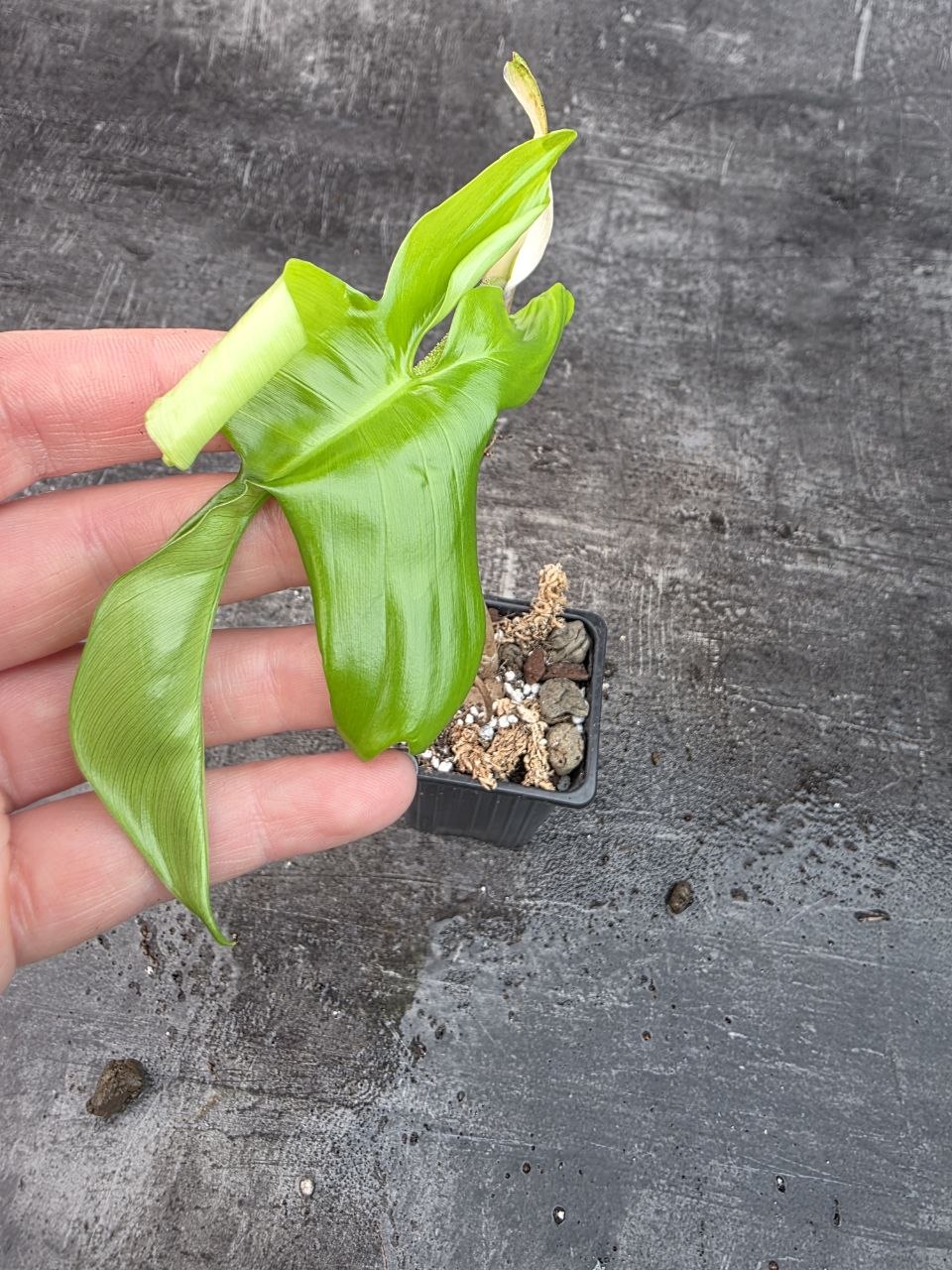 Pěstírna KYTKYshop Philodendron green