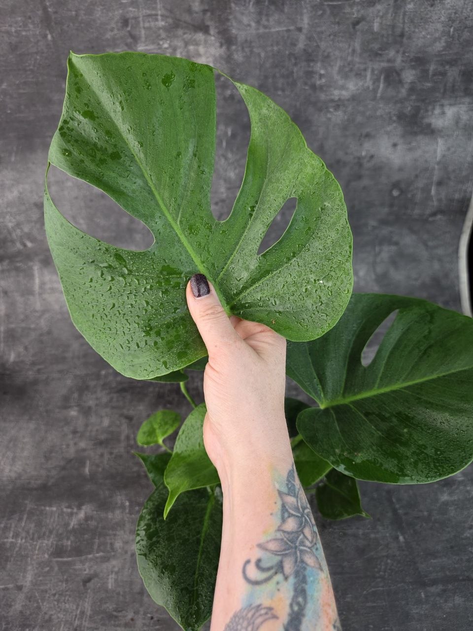Monstera Deliciosa 14 cm