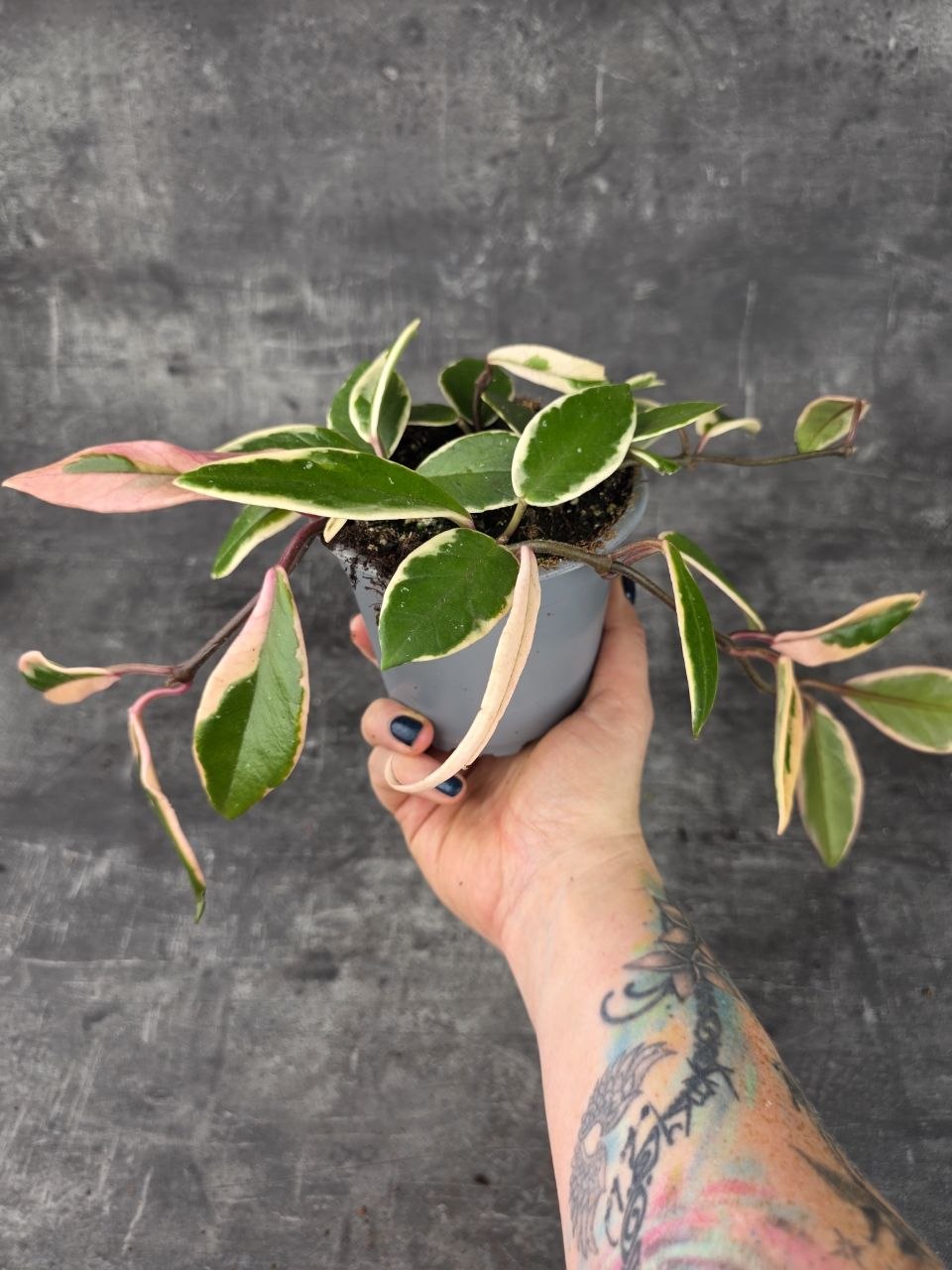 Hoya Flamingo Dream 12 cm