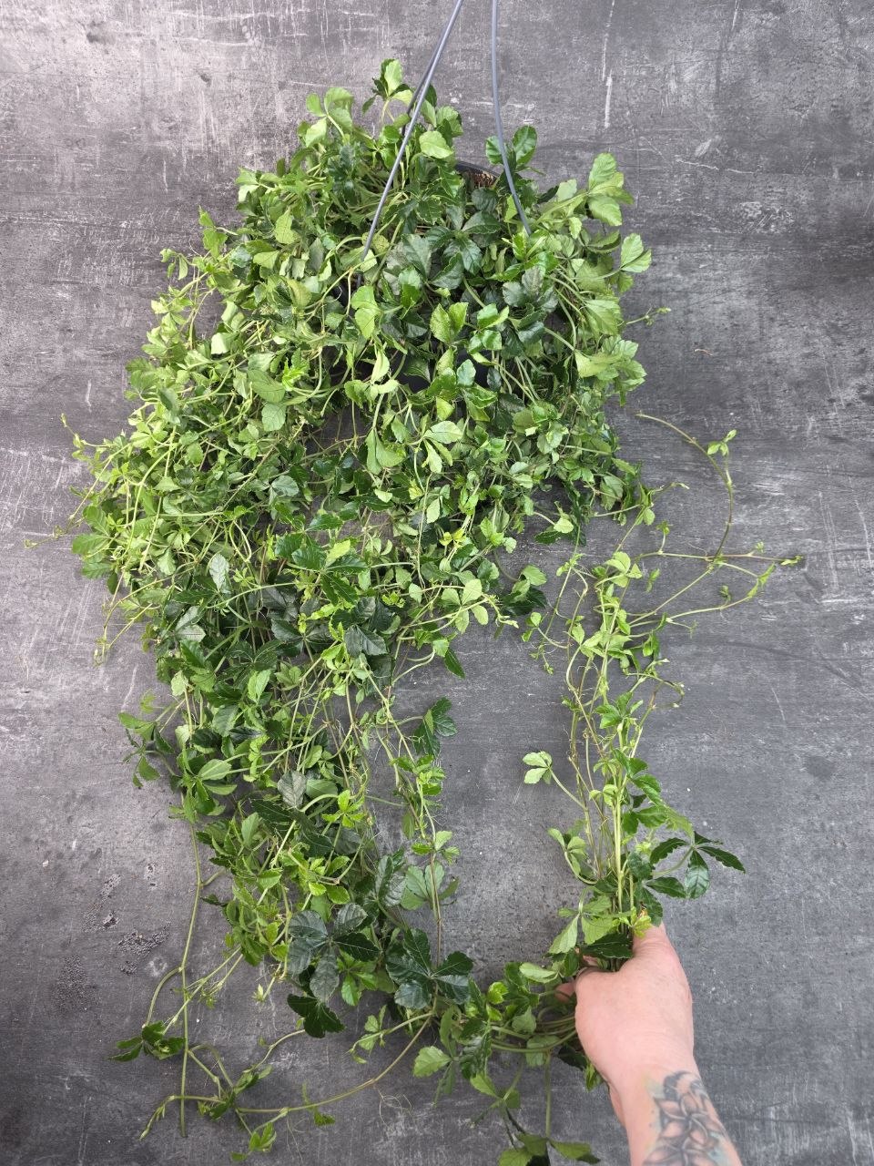 Cissus Striata závěs XL