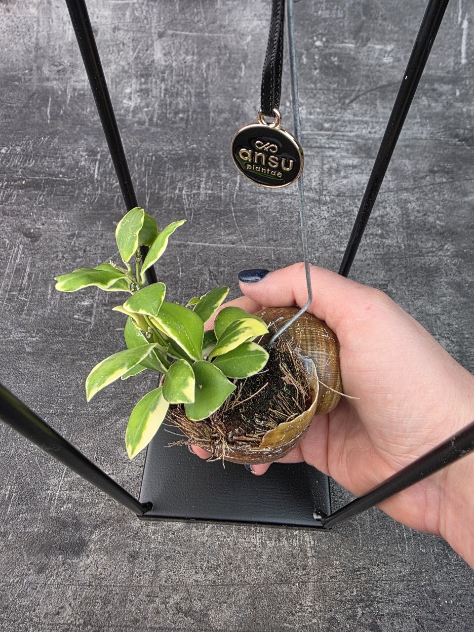 Hoya ve šnečí ulitě a černém čtveratém stojanu Hoya heuschkeliana variegata (8)