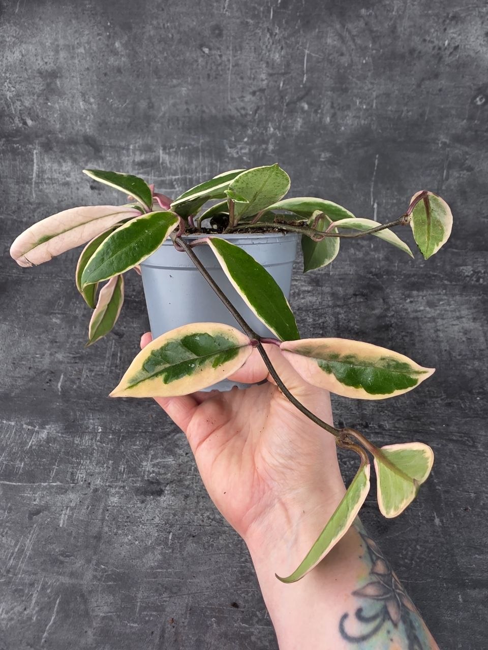 Hoya Flamingo Dream 12 cm