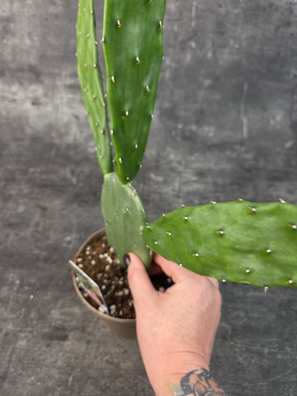 Opuntia 14 cm