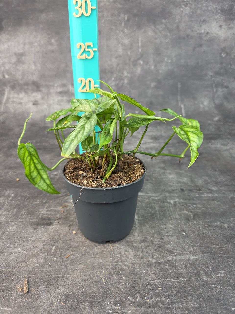 Monstera Siltepecana 12 cm