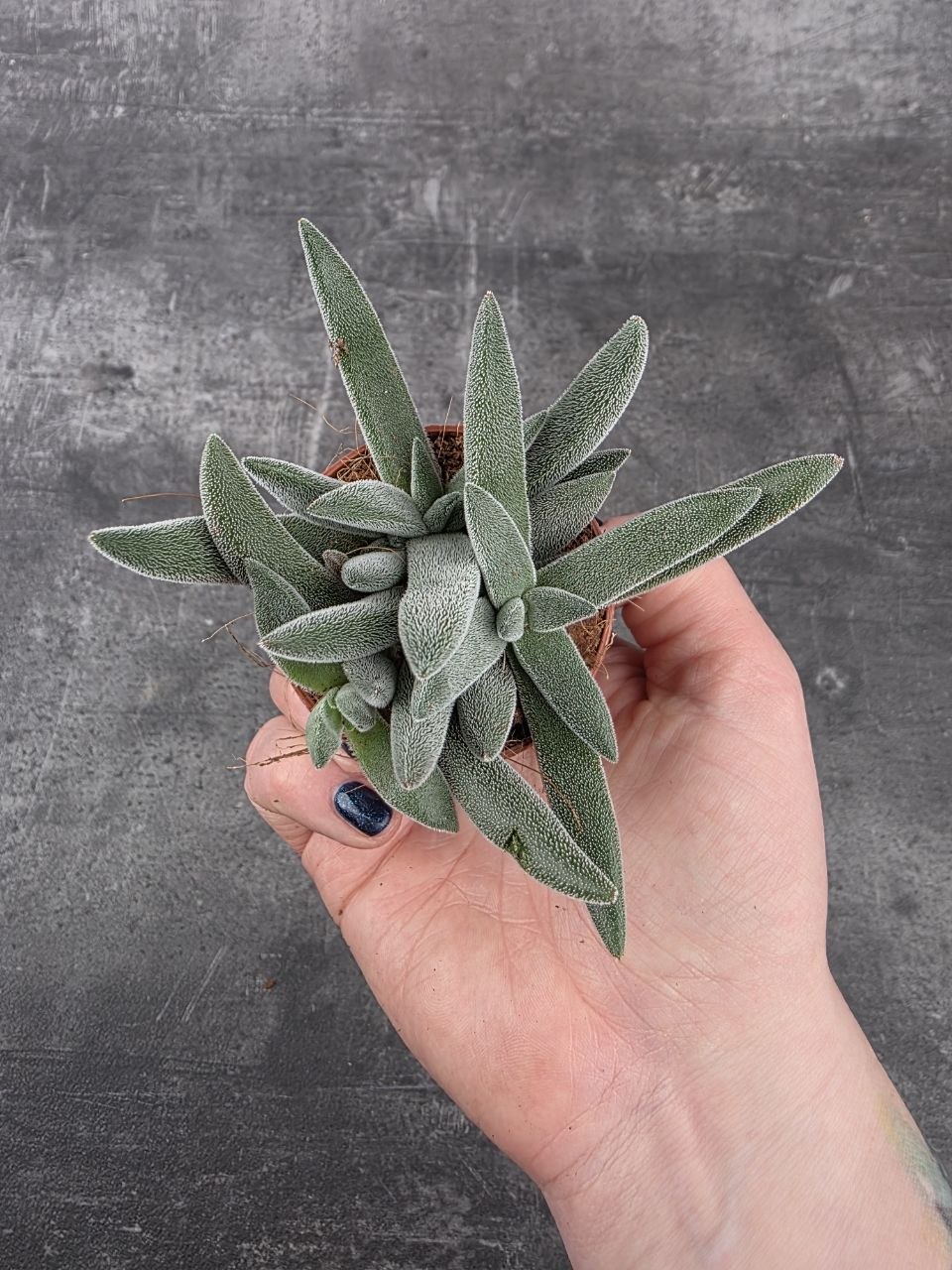 Crassula Tarantula mini