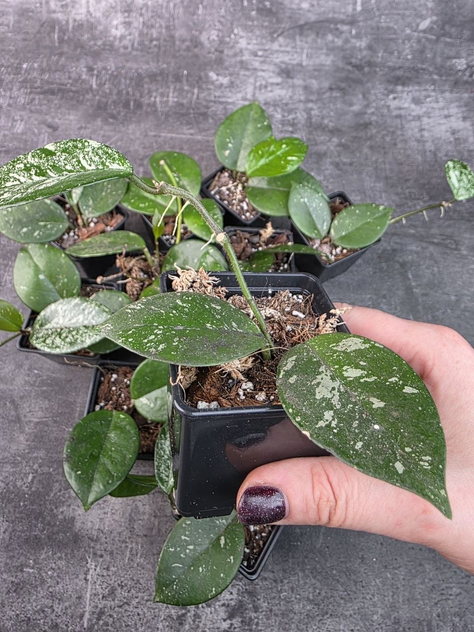 Pěstírna KYTKYshop Hoya Freckles Splash
