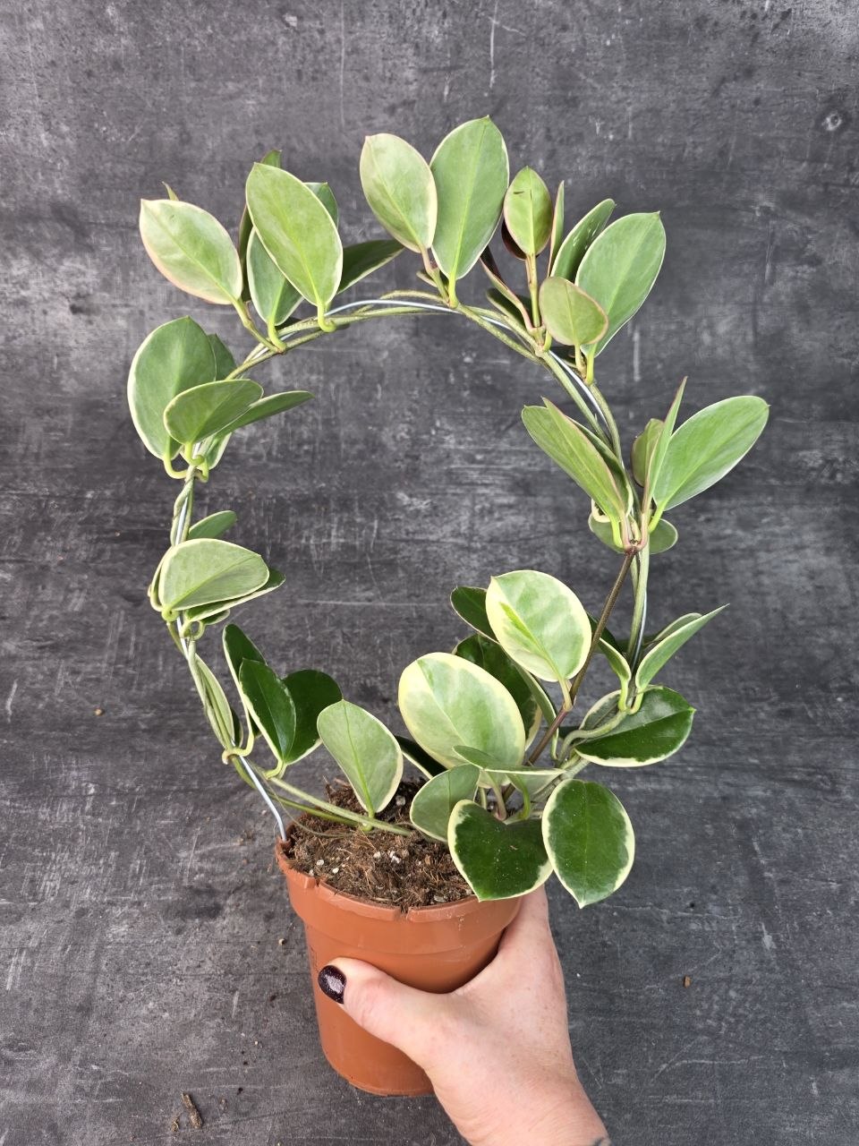 Hoya Blondie na kruhu