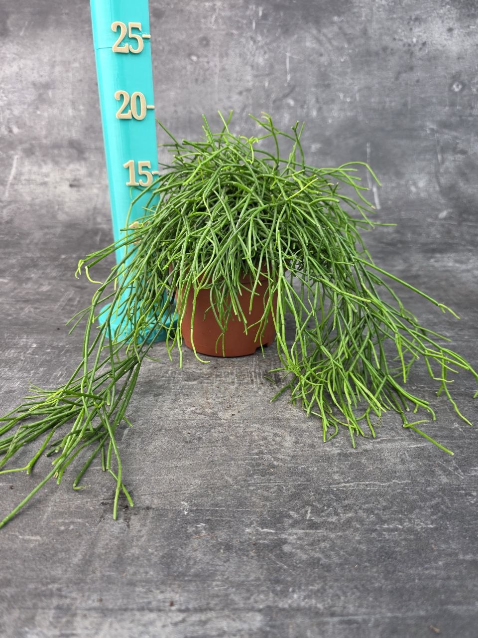 Rhipsalis Baciferra Oasis 12 cm
