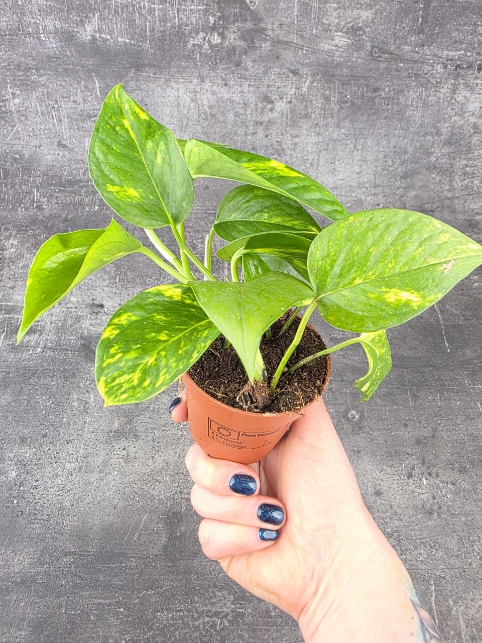 Epipremnum Auerum 8,5 cm