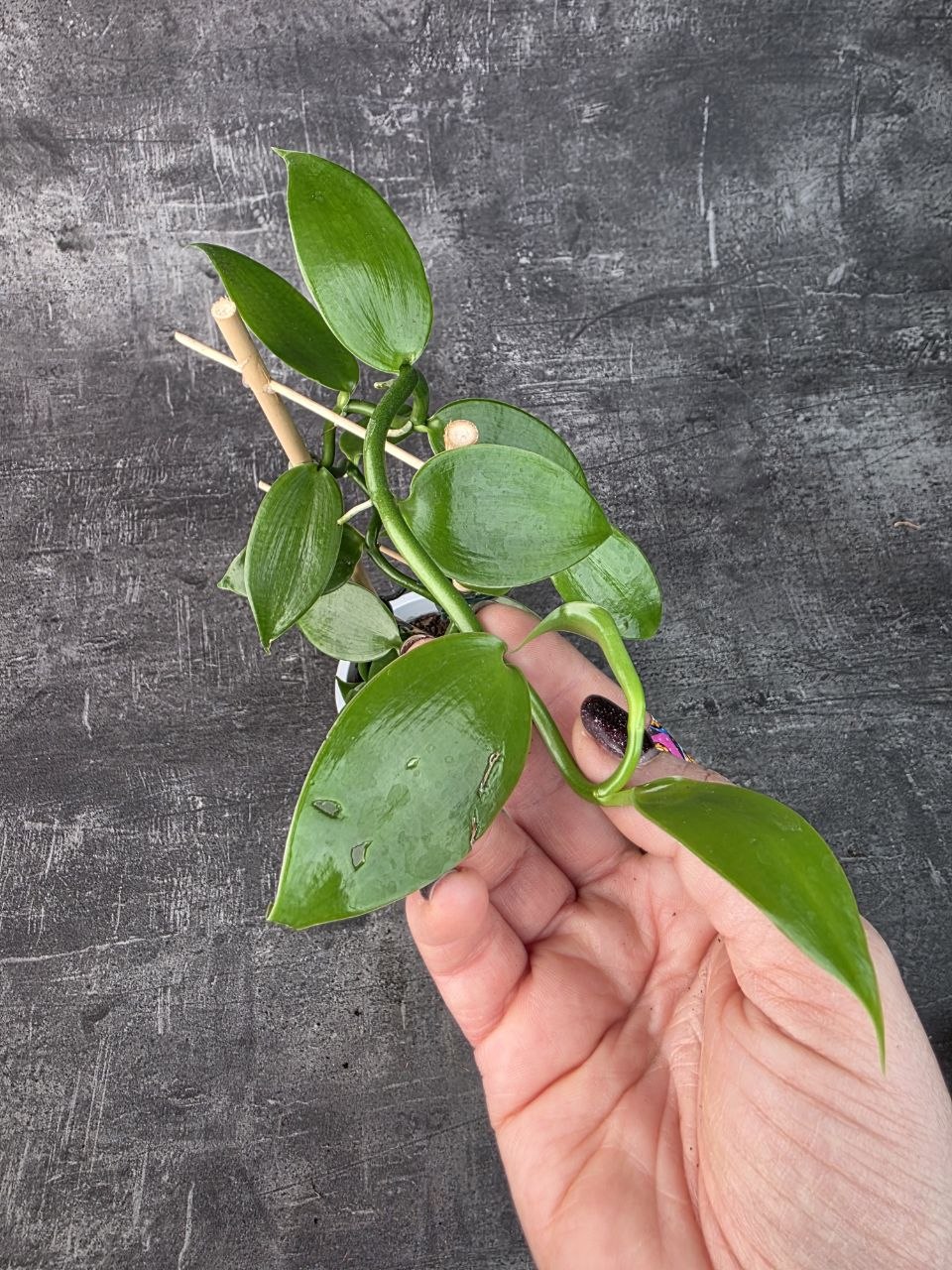 Vanilla Planifolia na žebříku 12 cm