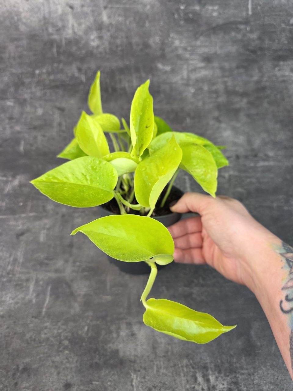 Epipremnum Pinnatum Golden Pothos 12 cm